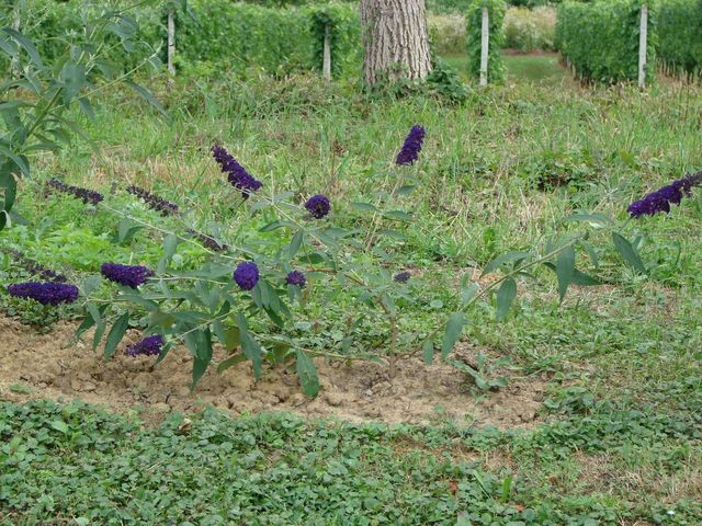 budlea od horti cijela